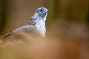 Havik – foto: Tom Linster