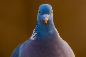 Houtduif – foto: Tom Linster