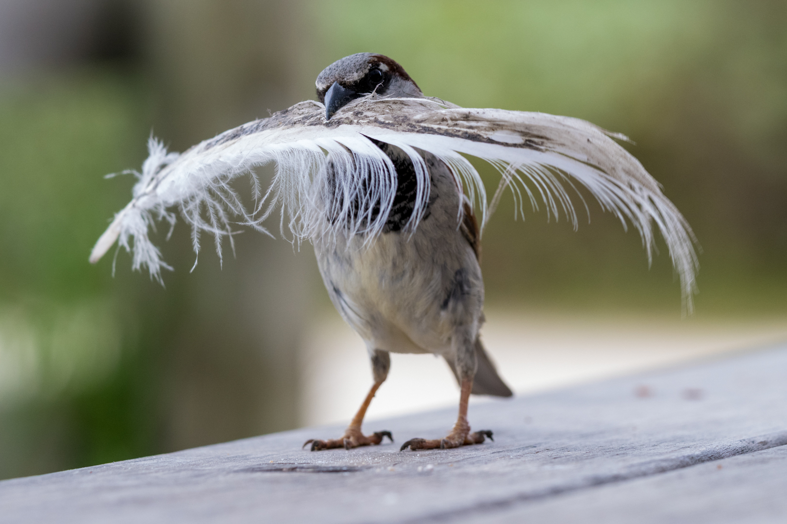 Huismus – foto: Tom Linster