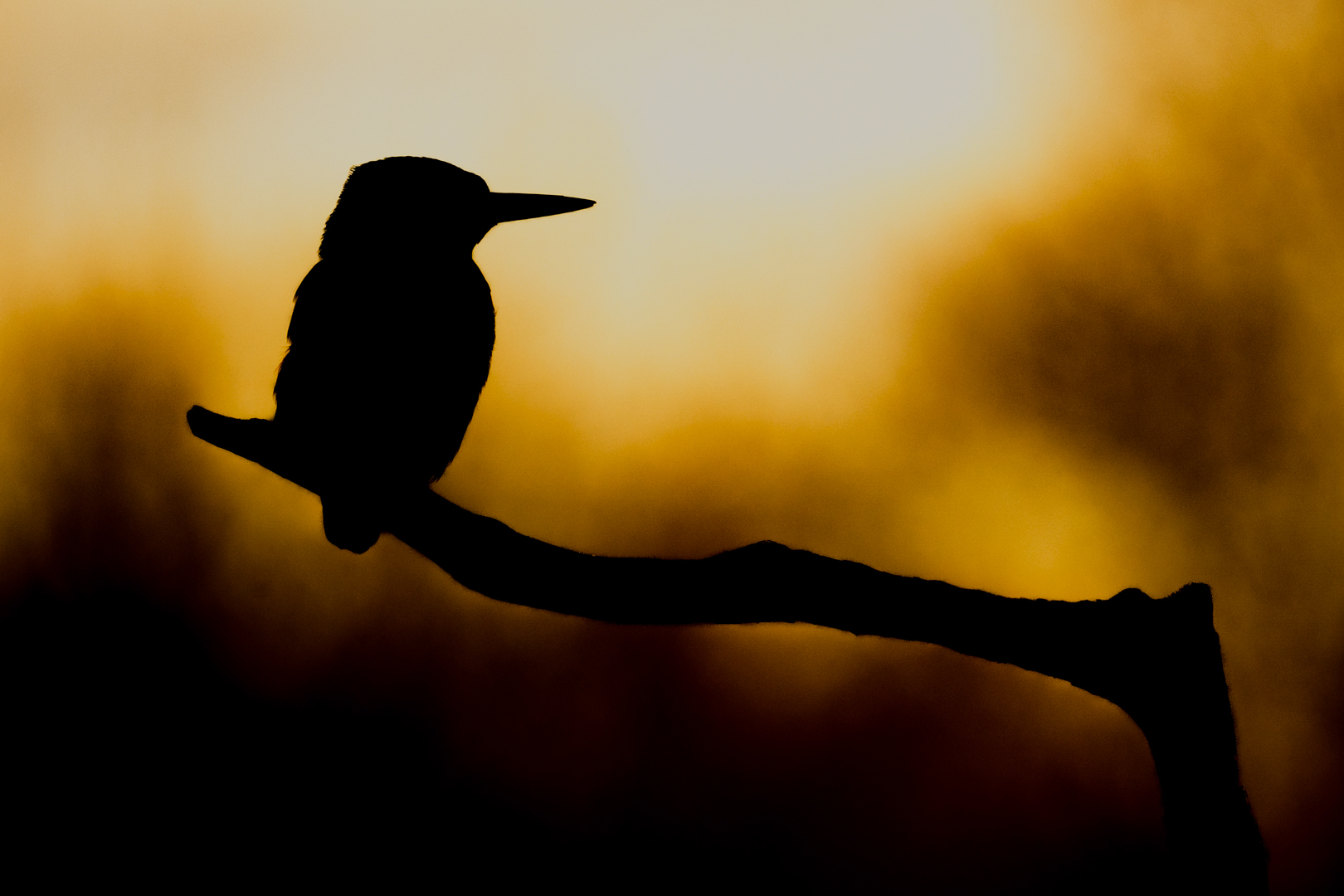 IJsvogel – foto: Tom Linster