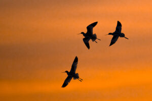 Kluten – foto: Tom Linster