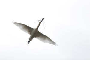 Lepelaar – foto: Tom Linster