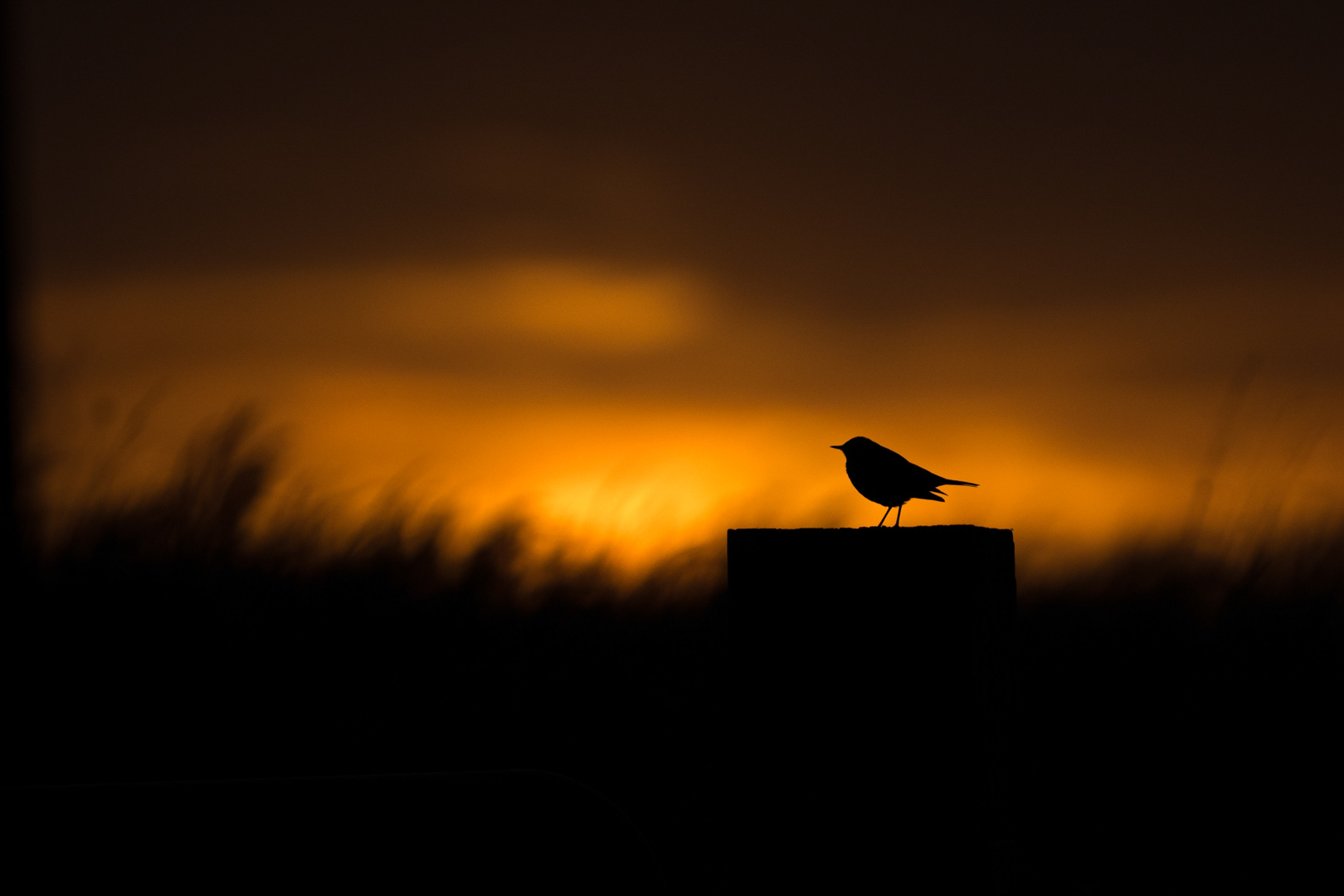 Mystiek licht – foto: Tom Linster