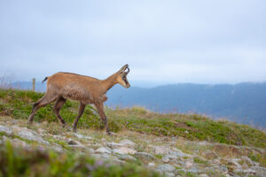 Gems - foto: Ann Backx