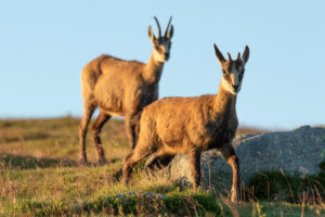 Gemzen - foto: Ann Backx