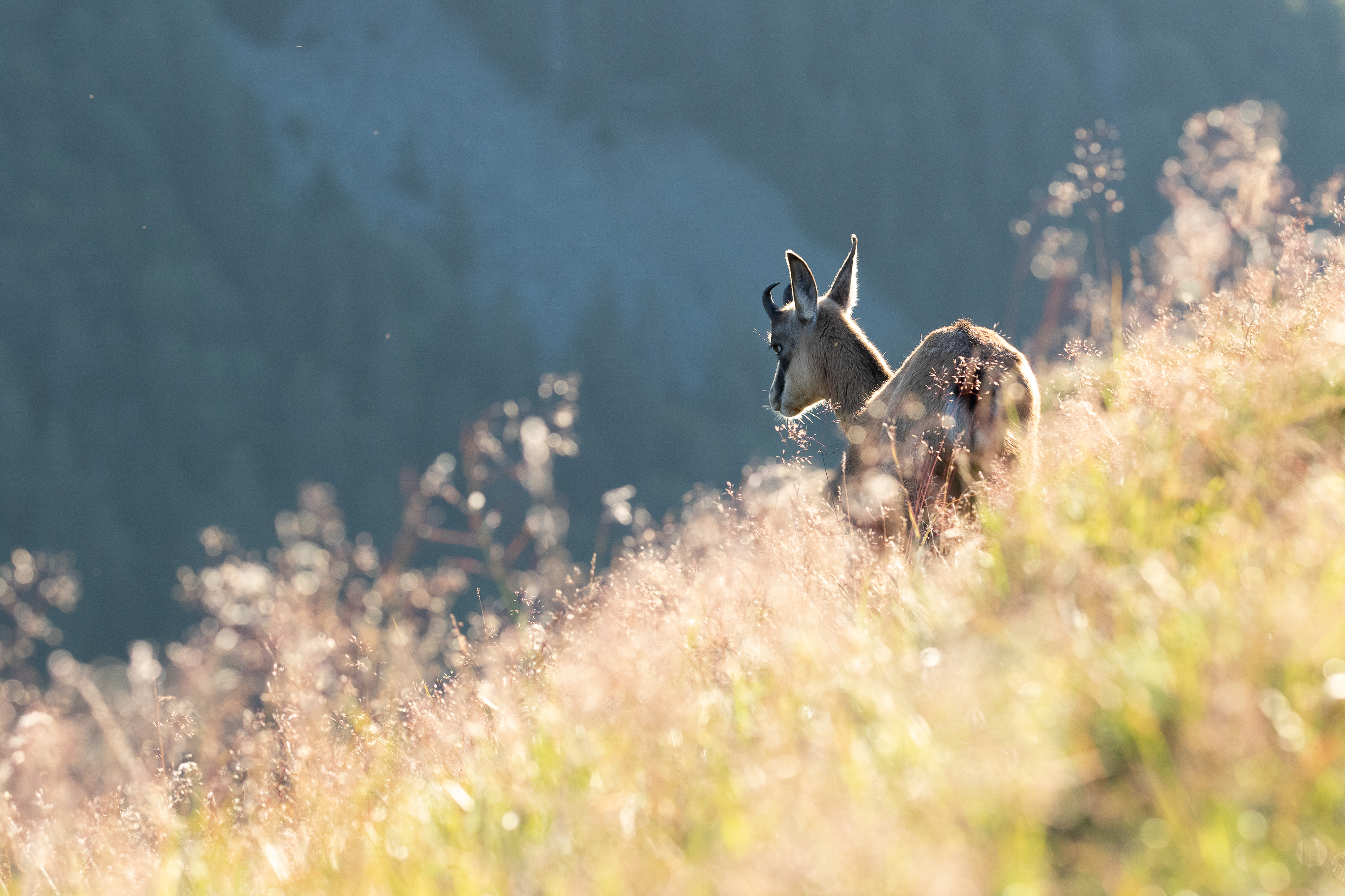 Gems - foto: Ann Backx