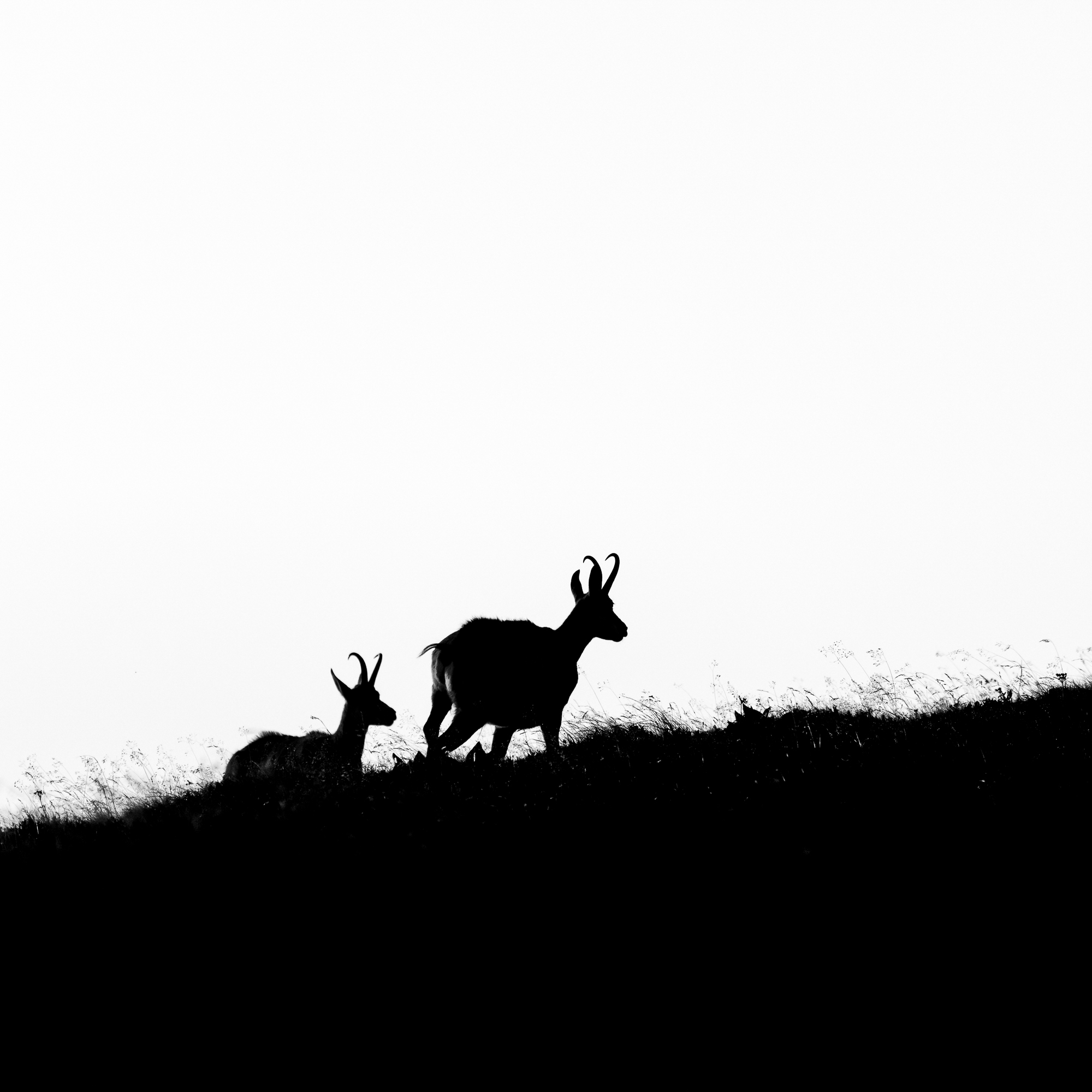 Gemzen - foto: Ann Backx