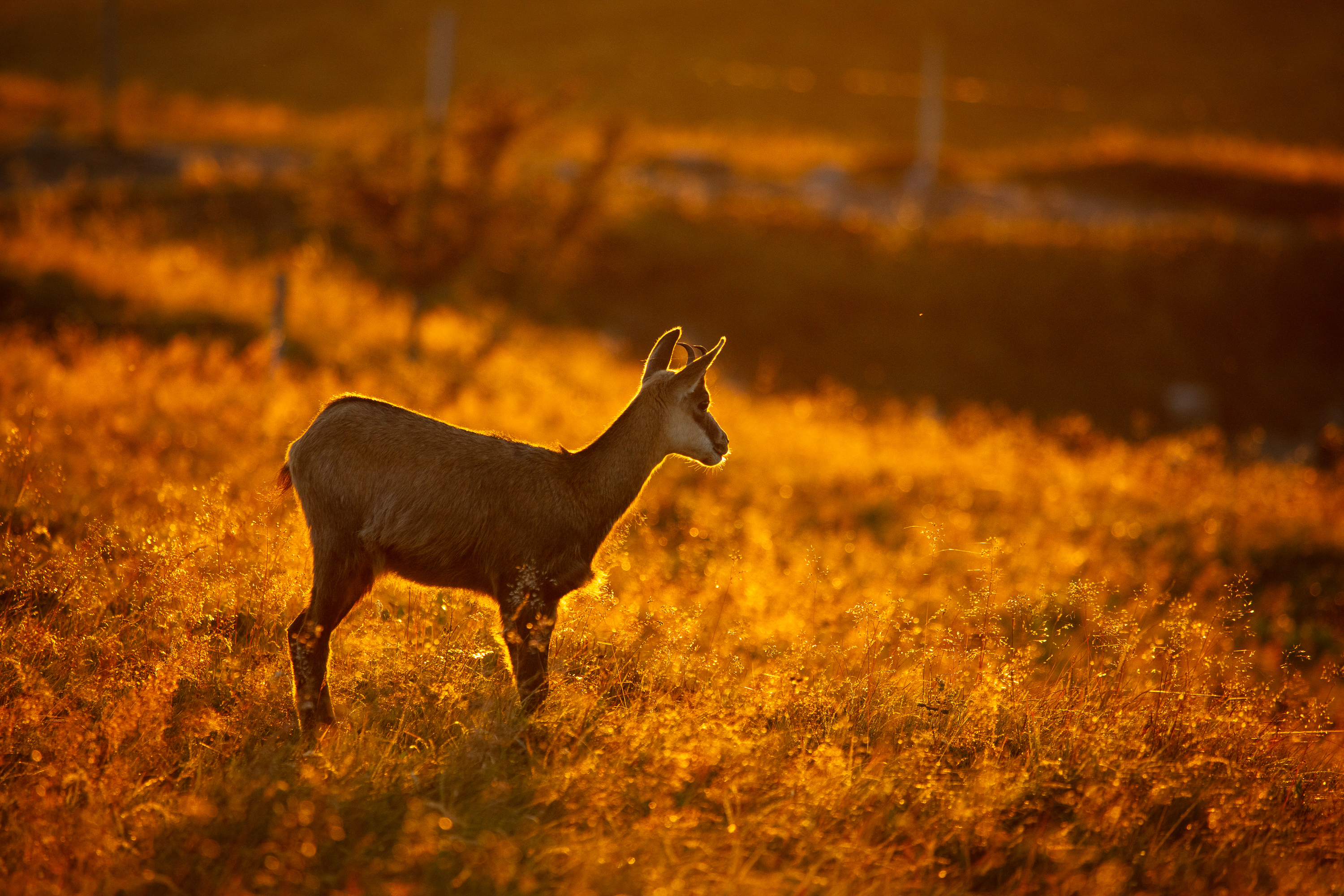 Gems - foto: Ann Backx