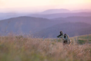 Gems - foto: Ann Backx