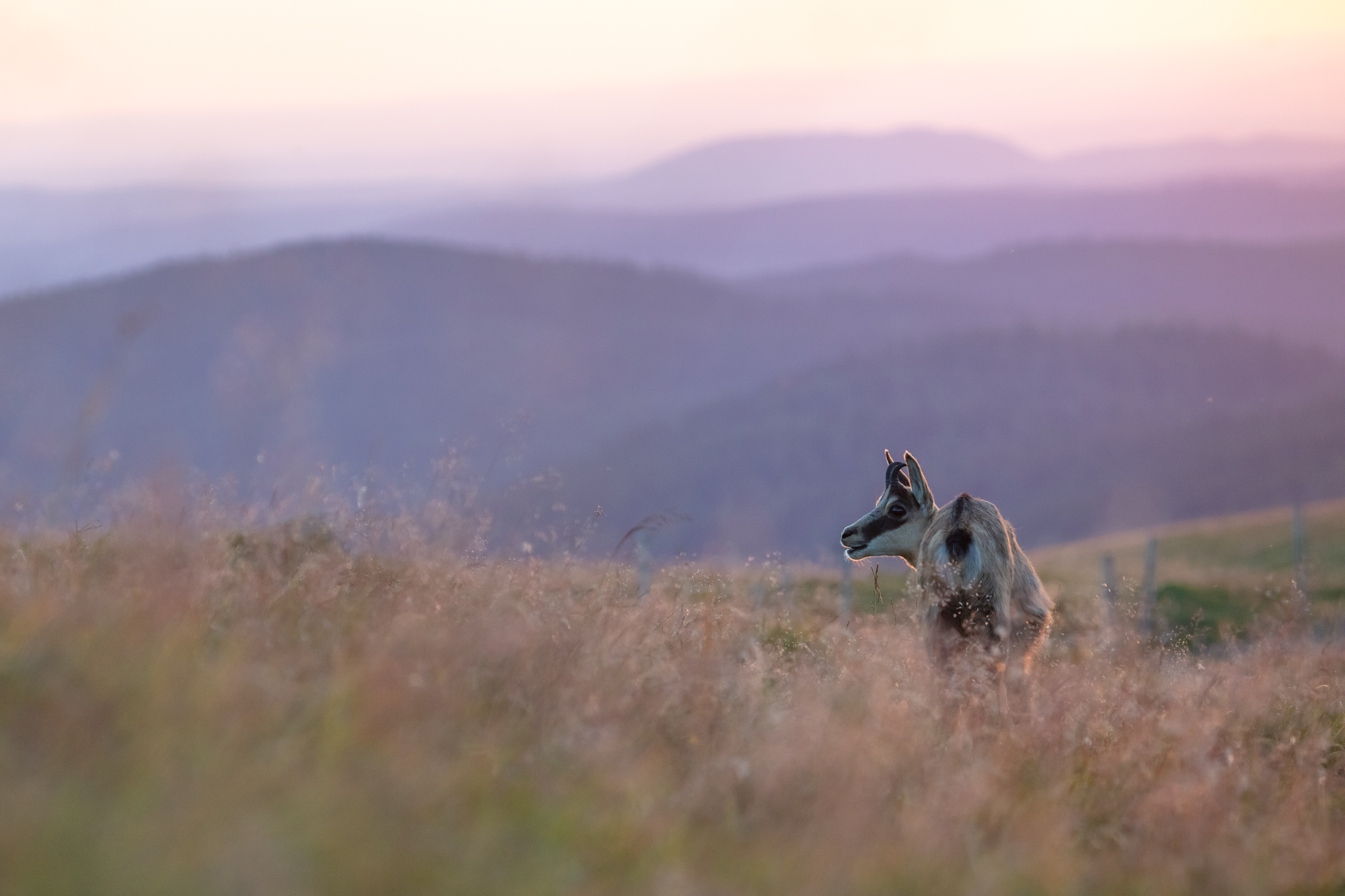 Gems - foto: Ann Backx