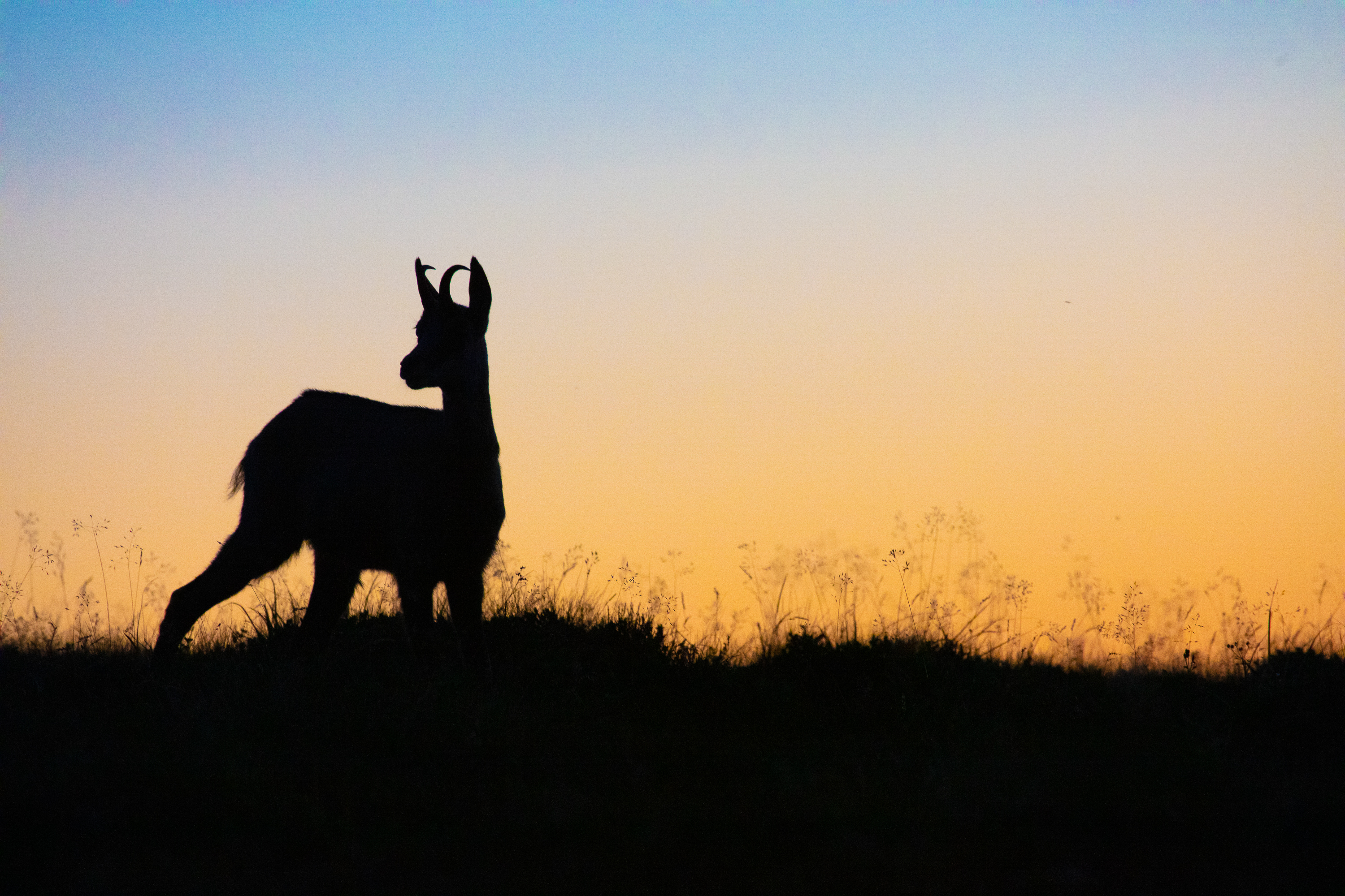 Gems - foto: Ann Backx