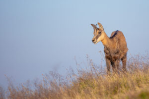 Gems - foto: Ann Backx