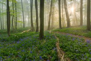 Stralend voorjaarsbos - foto: Bart Heirweg