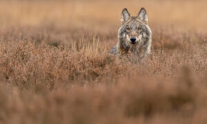 Check onze wolvenreis in de Lage Landen - foto: Ramon van Bentum
