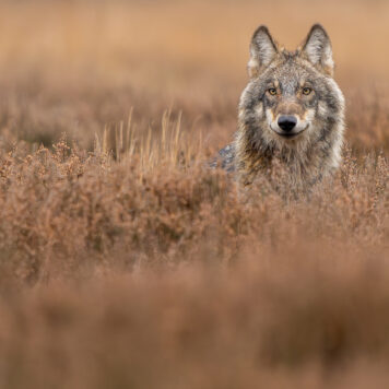 Check onze wolvenreis in de Lage Landen - foto: Ramon van Bentum