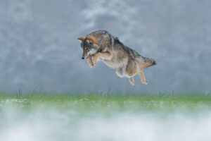 Wolf doet vossensprong - foto: Anna Stelloo