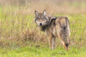 Jonge wolf - foto: Gert Vording