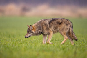 Jonge wolf - foto: Gert Vording