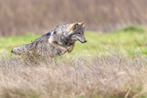 Jonge wolf - foto: Gert Vording
