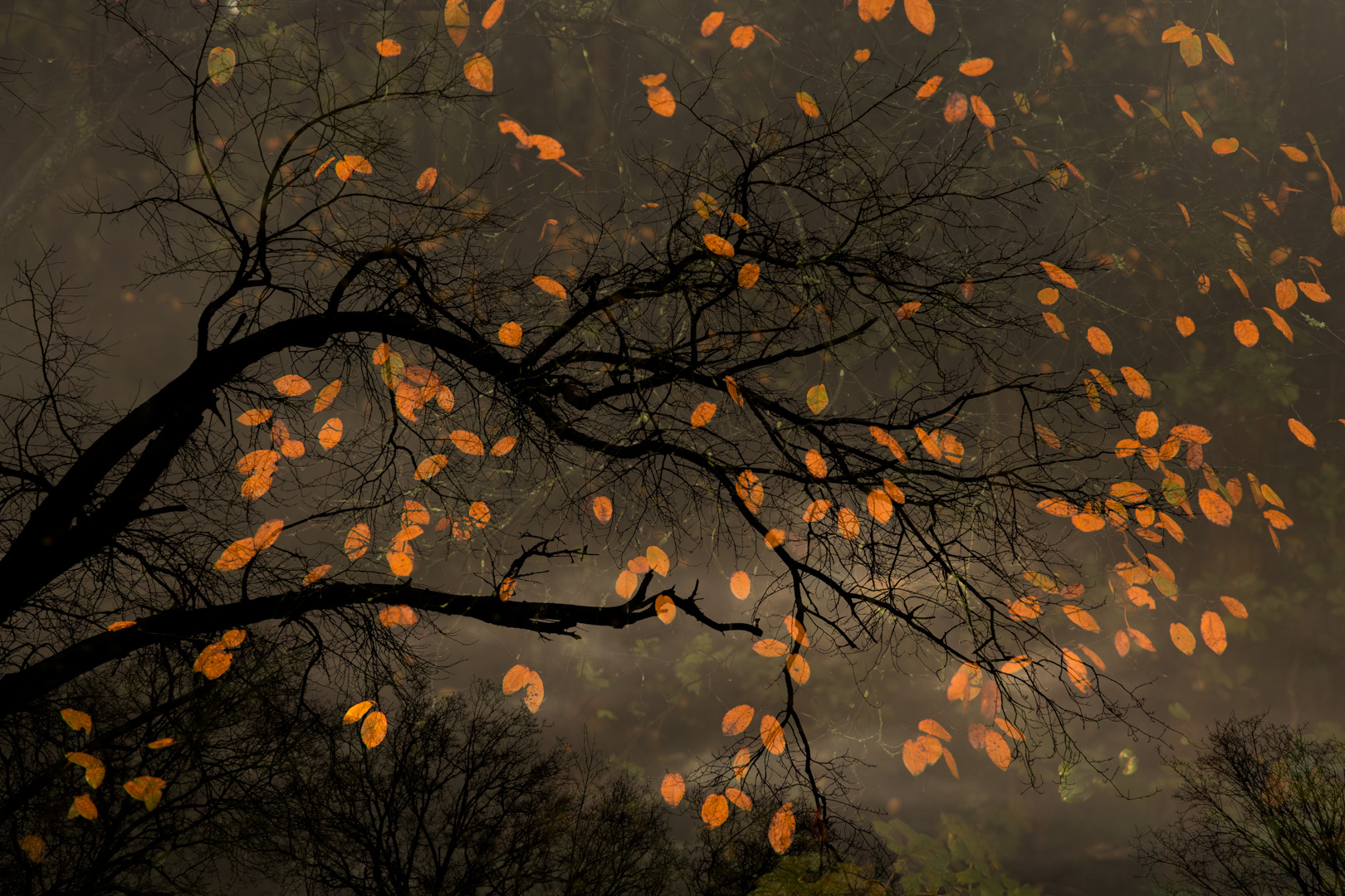 Sfeervol herfstbeeld – foto: Brigitte van Krimpen