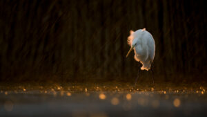 Grote zilverreiger – foto: Chris Bal