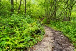 Avontuurlijk voorjaarsbos - foto: Bart Heirweg