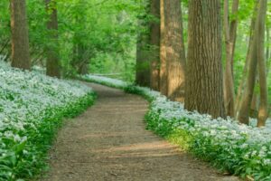 Raspaillebos in bloei - foto: Bart Heirweg