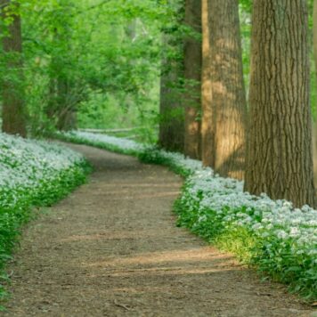 Bos in bloei - foto: Bart Heirweg