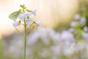 Pinksterbloem met klein geaderd witje - foto: Bob Luijks