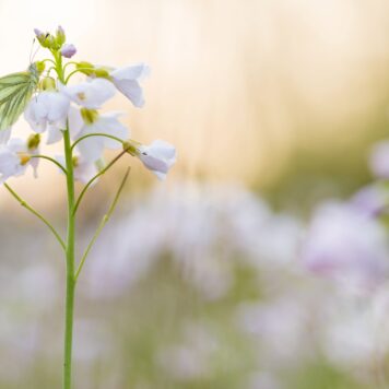 Pinksterbloem met klein geaderd witje - foto: Bob Luijks