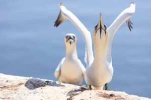 Jan-van-genten - foto: Ann Backx