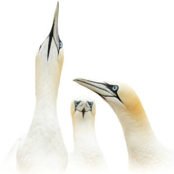 Jan-van-genten - foto: Ann Backx