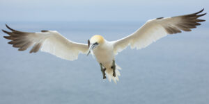 Jan-van-gent - foto: Ann Backx