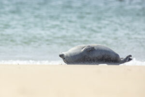 Zeehond - foto: Ann Backx