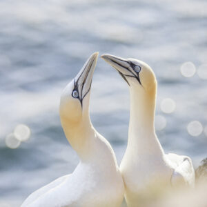 Jan-van-genten - foto: Ann Backx