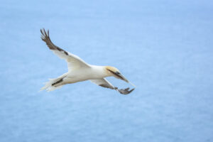 Jan-van-gent - foto: Ann Backx