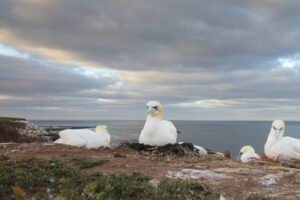 Jan-van-genten - foto: Ann Backx