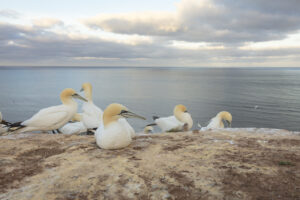 Jan-van-genten - foto: Ann Backx