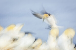 Jan-van-genten - foto: Ann Backx