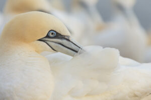 Jan-van-genten - foto: Ann Backx