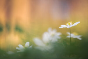 Bosanemonen – foto: Sandy Spaenhoven