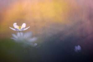 Bosanemonen – foto: Sandy Spaenhoven