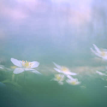 Bosanemonen – foto: Sandy Spaenhoven