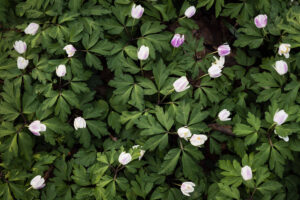 Tapijt van bosanemonen – foto: Sandy Spaenhoven