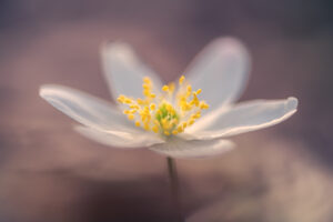 Bosanemoon – foto: Sandy Spaenhoven