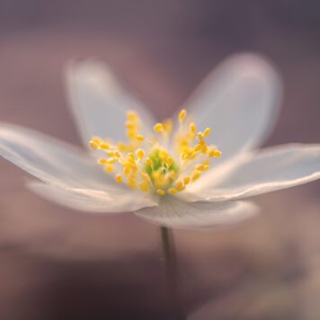 Bosanemoon – foto: Sandy Spaenhoven