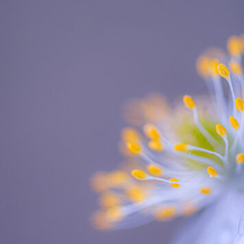 Close-up helmdraden bosanemoon – foto: Sandy Spaenhoven
