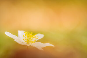 Bosanemoon – foto: Sandy Spaenhoven