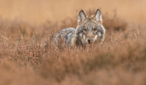 Wolf - foto: Ramon van Bentum