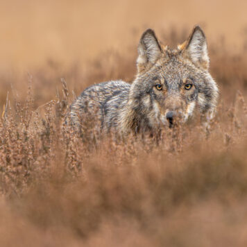Wolf - foto: Ramon van Bentum